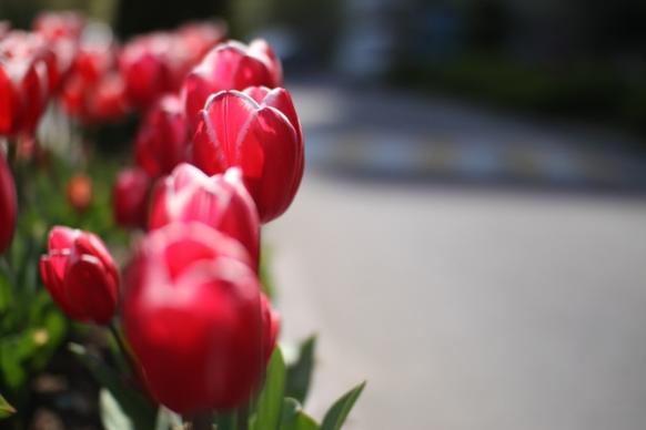 spring flowers tulip