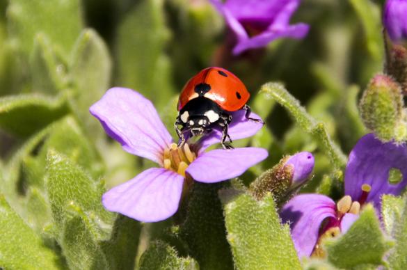 spring picture backdrop ladybug perching flowers
