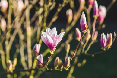 spring picture contrast magnolia blossom scene