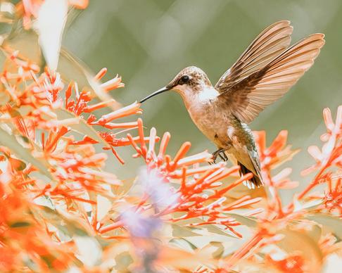 spring picture hummingbird eating flowers closeup 