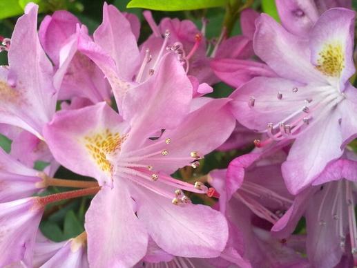 spring pink flower rhododendron