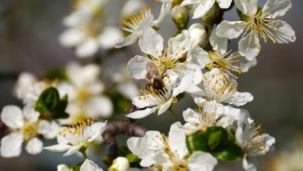 spring sunshine bees