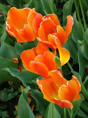 spring tulips orange