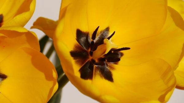 spring yellow flower