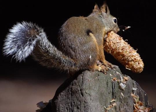 squirrel chipmunk nager