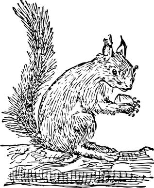 Squirrel clip art