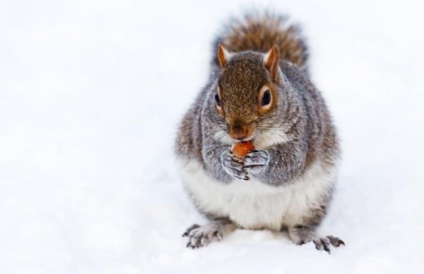 squirrel in snow
