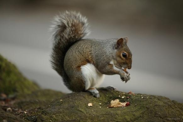 squirrel nut tree
