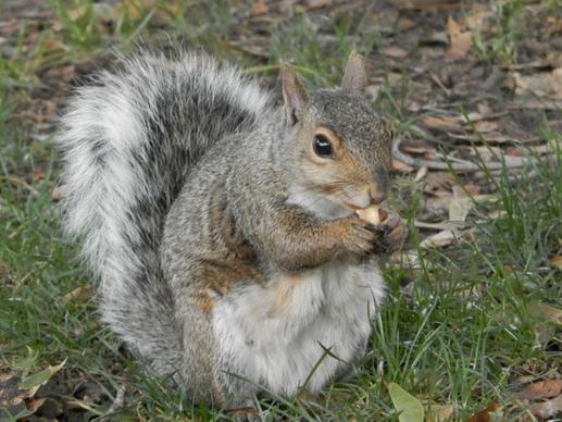 squirrel park peanut