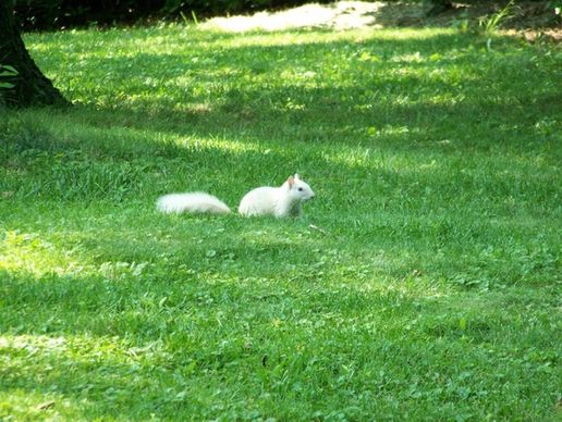 squirrel white albino