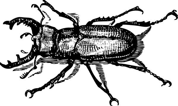 Staghorn Beetle clip art
