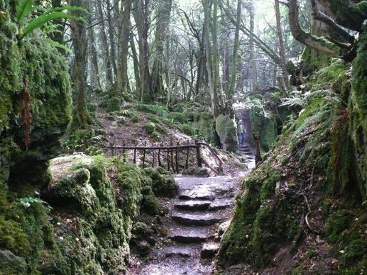 stairs forest mystical