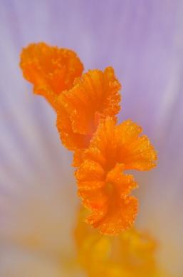 stamen saffron orange
