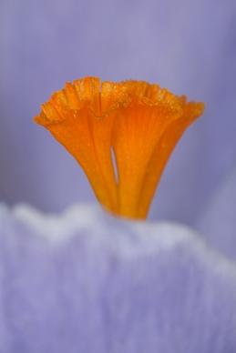 stamen saffron orange