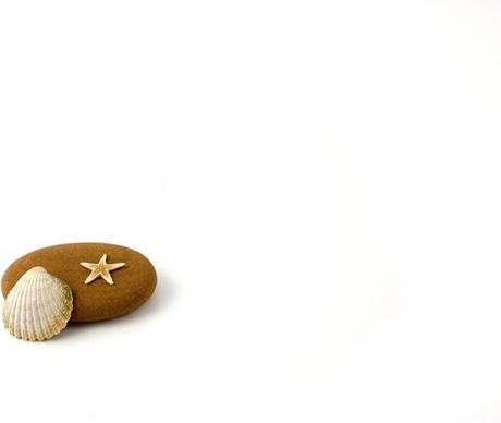 star fish shell and pebble