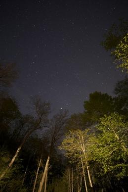 stars night trees