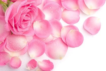 stock photo of pink rose petals