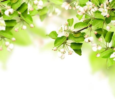 stock photo of spring background hd picture