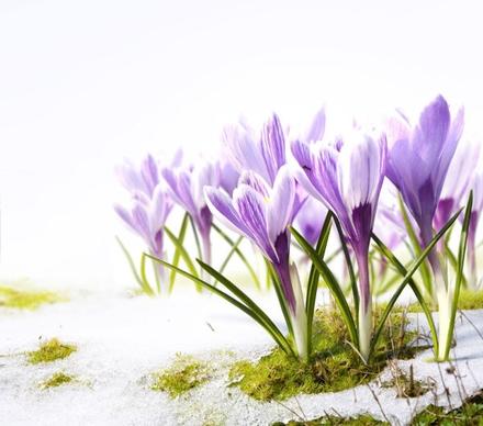 stock photo of spring flowers 03 hd picture