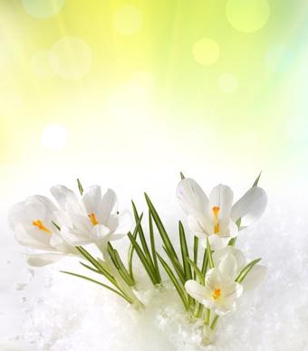 stock photo of spring flowers 05 hd pictures