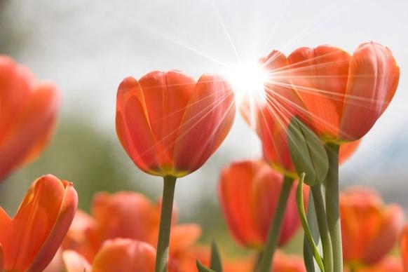 stock photo of tulips 03 hd picture