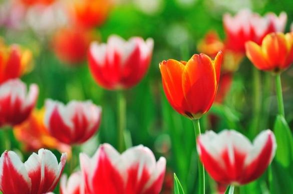 stock photo of tulips 05 hd picture