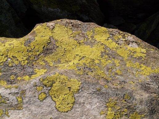 stone lichen fouling