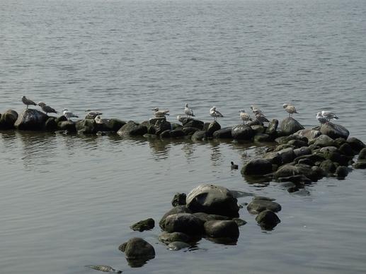stones gulls water