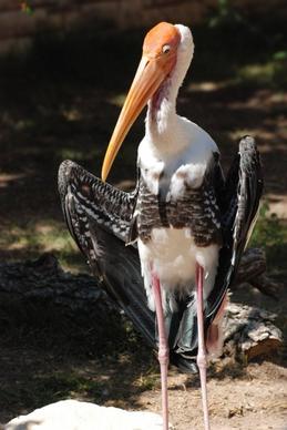 stork bird marabou stork