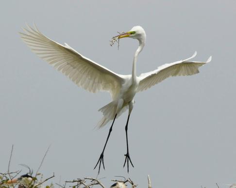 stork building nest picture dynamic flying scene