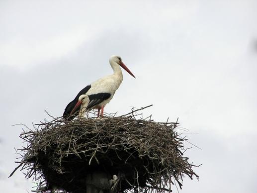 stork nest birds