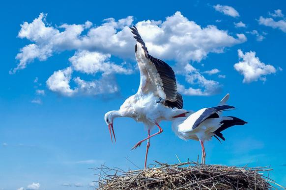 stork nest picture cloudy sky scene