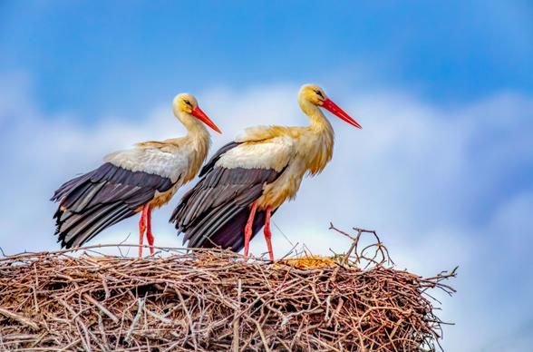 stork nest scene picture elegant bright