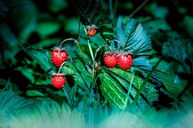 strawberries backdrop picture contrast realistic