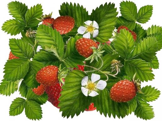 strawberries green leaves