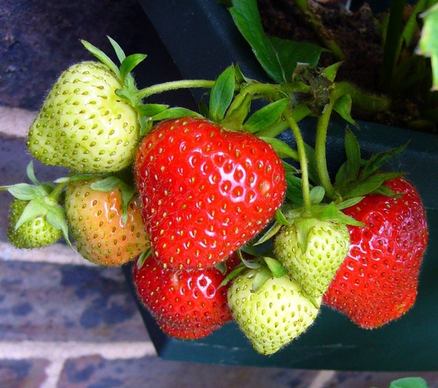 strawberries strawberry strawberry fruit