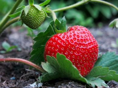 strawberry backdrop picture elegant closeup