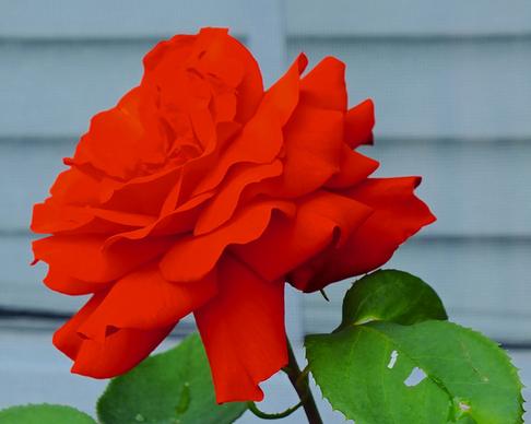 stunning red rose