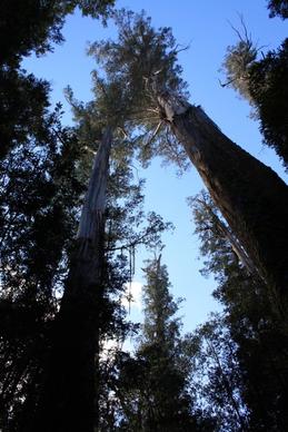 styx state forest tasmania tall trees