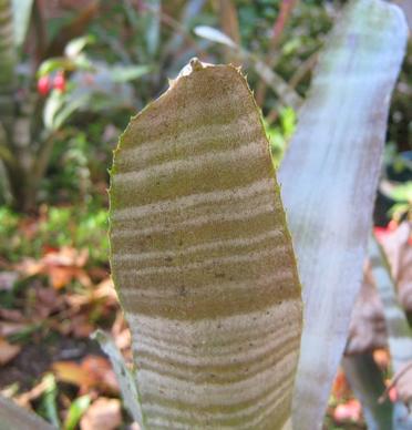 succulent leaf