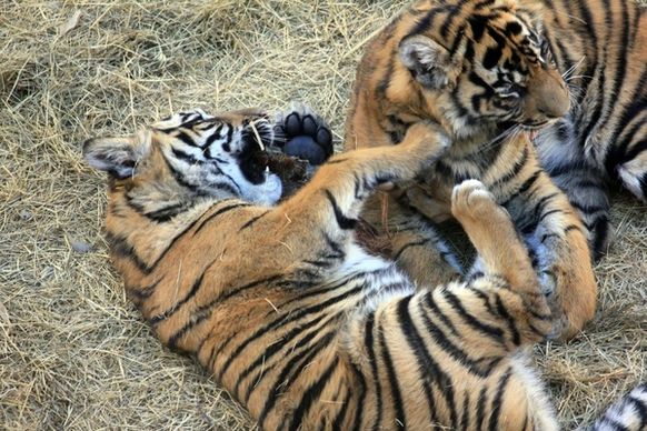 sumatran tiger cubs