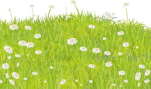 summer grass vector background
