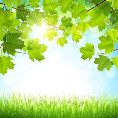 summer green leaves with sunlight vector background