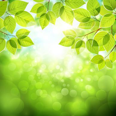 summer green leaves with sunlight vector background