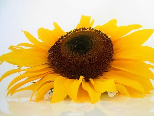 sun flower flowers helianthus