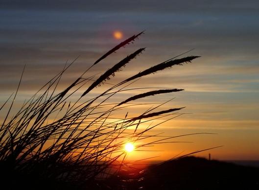 sun grass dune