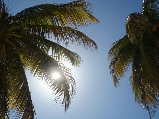 sun palm trees sky