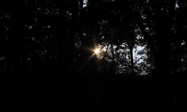 sun through the trees at lapham peak state park wisconsin