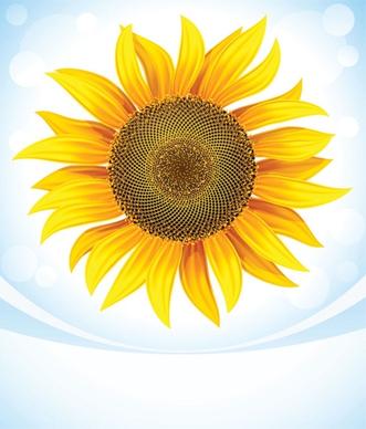 sunflower 05 vector