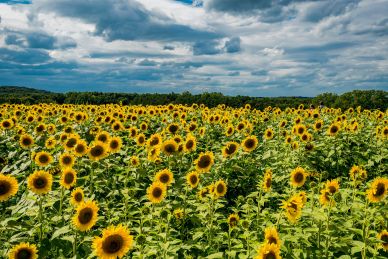 sunflower agriculture scenery picture blooming flowers field scene